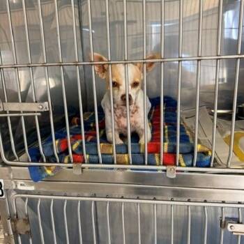 Bambi -  Chihuahua Dog for Adoption in Long Beach, California - Bambi | PetCurious