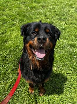 Rescue Rottweiler Dogs for Adoption in Brunswick, Ohio - Goliath | PetCurious