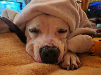 Spirit -  Pit Bull Terrier Dog for Adoption in Randolph, Vermont - Spirit | PetCurious