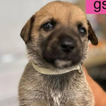 Catania -  German Shepherd Dog Dog for Adoption in Tampa, Florida - Catania | PetCurious