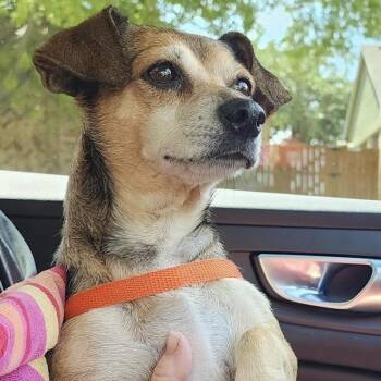Rescue Dachshund and Chihuahua Dogs for Adoption in Garland, Texas - KACI | PetCurious
