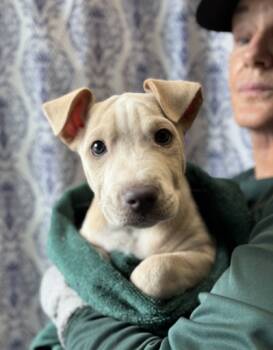 Rescue Pit Bull Terrier and Mixed Breed Dogs for Adoption in Honolulu, Hawaii - Stone | PetCurious