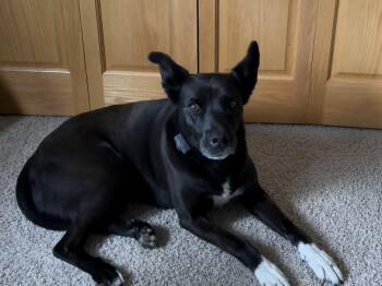 Rescue Border Collie and Black Labrador Retriever Dogs for Adoption in Lakeville, Minnesota - Anabelle | PetCurious