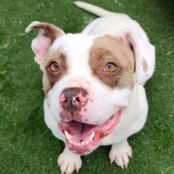 Smuckers -  Terrier Dog for Adoption in St. Louis, Missouri - Smuckers | PetCurious