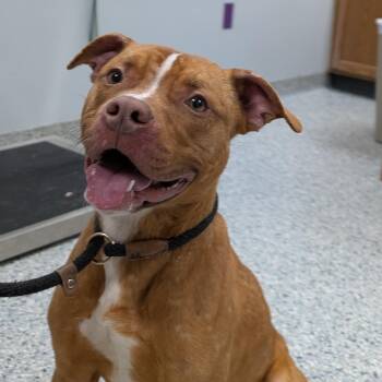 Pit Bull Terrier Dogs Available for Adoption - 188301 BooBoo  | PetCurious