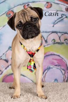 Cash -  Pug and Shepherd Dog for Adoption in Gilbert, Arizona - Cash | PetCurious