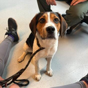 Mixed Breed Dogs Available for Adoption in Huntington, West Virginia - Wall-E | PetCurious