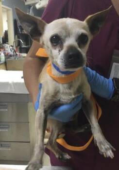 GRAMPS -  Chihuahua and Mixed Breed Dog for Adoption in Riverside, California - GRAMPS | PetCurious