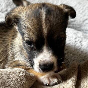 Mixed Breed Dogs Available for Adoption - Havarti | PetCurious