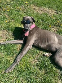 Great Dane Dogs Available for Adoption in Osgood, Indiana - Luna Grace | PetCurious