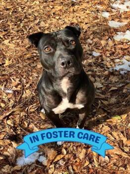 Rescue American Staffordshire Terrier and Mixed Breed Dogs for Adoption in Tallahassee, Florida - WEDNESDAY | PetCurious