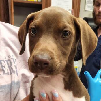 Labrador Retriever Dogs Available for Adoption - Virginia - 030501U | PetCurious