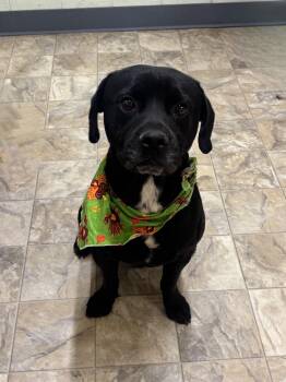 Rescue Terrier Dogs for Adoption in Pilot Point, Texas - Caleb | PetCurious