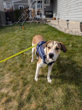 Rescue Pit Bull Terrier and Great Pyrenees Dogs for Adoption in Colorado Springs, Colorado - Dexter | PetCurious