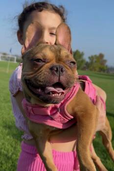 French Bulldog Dogs Available for Adoption in Dana Point, California - Chanel | PetCurious