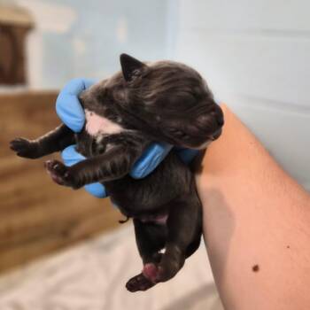 Cortado -  Cane Corso Dog for Adoption in Wahiawa, Hawaii - Cortado | PetCurious