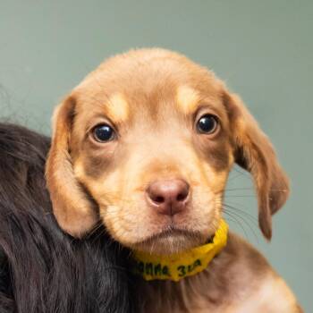 Gianna -  Mixed Breed Dog for Adoption in Middletown, Rhode Island - Gianna | PetCurious