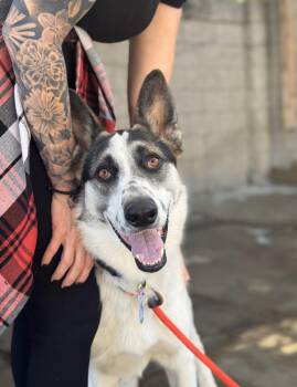 Rescue German Shepherd Dog Dogs for Adoption in Los Angeles, California - Frisbee | PetCurious