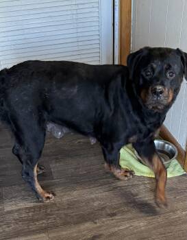 Rottweiler Dogs Available for Adoption in Cloverdale, Indiana - Lila  | PetCurious
