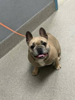 DOLCE -  French Bulldog Dog for Adoption in Las Vegas, Nevada - DOLCE | PetCurious