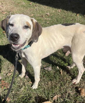 Rescue Pointer and Labrador Retriever Dogs for Adoption in Rustburg, Virginia - Phantom: At The Shelter | PetCurious
