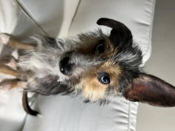 Rescue Cairn Terrier Dogs for Adoption in Marietta, Georgia - Archie | PetCurious