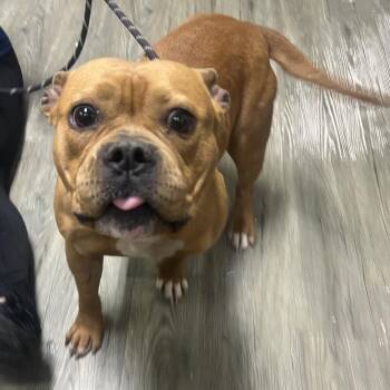 Daisy -  Mixed Breed Dog for Adoption in Summerville, South Carolina - Daisy | PetCurious