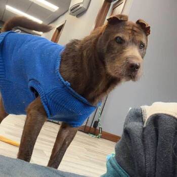 Rescue Shar Pei Dogs for Adoption in Brainerd, Minnesota - Baloo | PetCurious