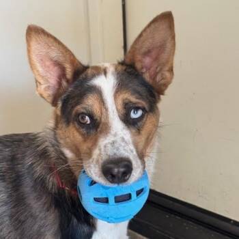 Rescue Australian Cattle Dog Blue Heeler Dogs for Adoption in Palm Springs, California - Rue | PetCurious