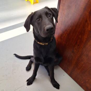 Black Labrador Retriever Dogs Available for Adoption in Bend, Oregon - Mack | PetCurious