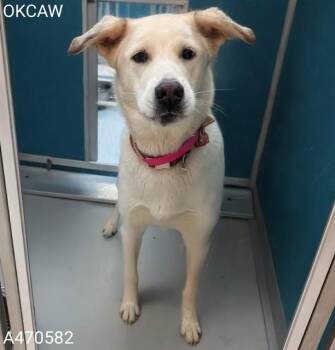German Shepherd Dog and Mixed Breed Dogs Available for Adoption - BELLA | PetCurious