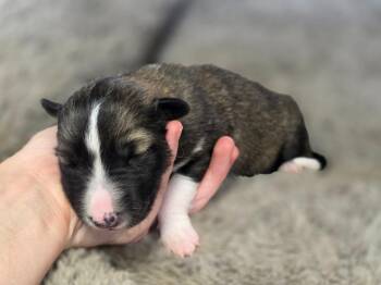 Everly -  Collie Dog for Adoption in Carthage, Missouri - Everly | PetCurious