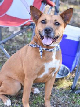 Cattle Dog Dogs Available for Adoption - Bambi | PetCurious