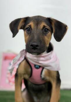 Lisa Simpson-One of our Amazing Rescue Dogs -  German Pinscher and Black And Tan Coonhound Dog for Adoption in Carlsbad, California - Lisa Simpson-One Of Our Amazing Rescue Dogs | PetCurious