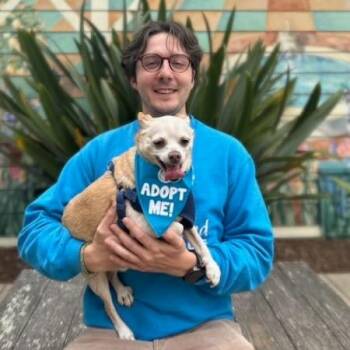Jasper -  Chihuahua Dog for Adoption in Pacific Grove, California - Jasper | PetCurious