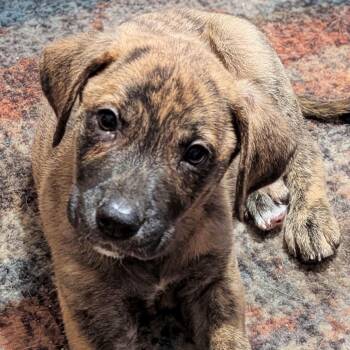 Gypsy - Coming Soon -  Australian Cattle Dog Blue Heeler and Shepherd Dog for Adoption in League City, Texas - Gypsy - Coming Soon | PetCurious