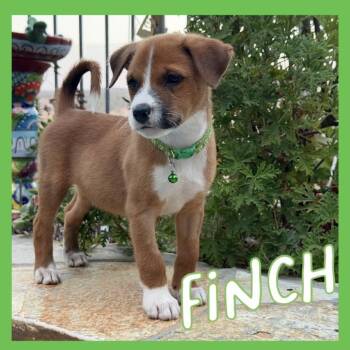 Finch -  Mixed Breed Dog for Adoption in San Diego, California - Finch | PetCurious