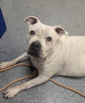 Pit Bull Terrier and Mixed Breed Dogs Available for Adoption in Westland, Michigan - Roxie | PetCurious