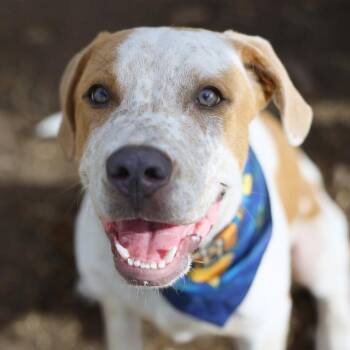 HERC -  Labrador Retriever Dog for Adoption in San Antonio, Texas - HERC | PetCurious