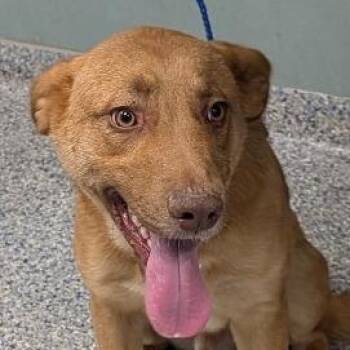 Shepherd and Mixed Breed Dogs Available for Adoption in Greenville, South Carolina - Hamster | PetCurious