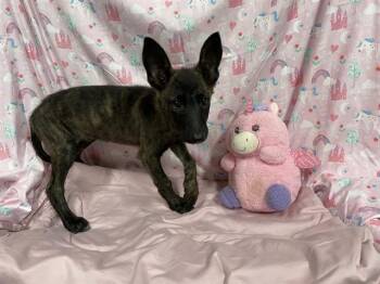 A613603 -  Belgian Shepherd Malinois and Mixed Breed Dog for Adoption in Modesto, California - A613603 | PetCurious