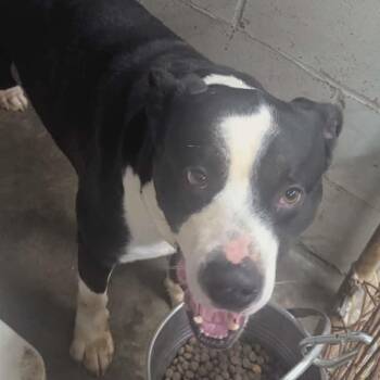 Pit Bull Terrier Dogs Available for Adoption in Logan, Ohio - Lobo | PetCurious