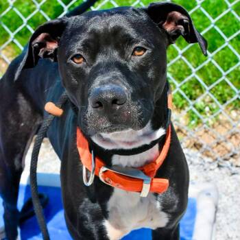 RUDY -  Mixed Breed Dog for Adoption in Bowling Green, Ohio - RUDY | PetCurious