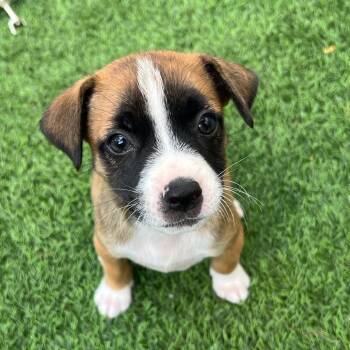 Rescue Mixed Breed Dogs for Adoption in Loxahatchee Groves, Florida - Ichabod | PetCurious