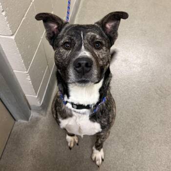 Pit Bull Terrier Dogs Available for Adoption - Chapo | PetCurious