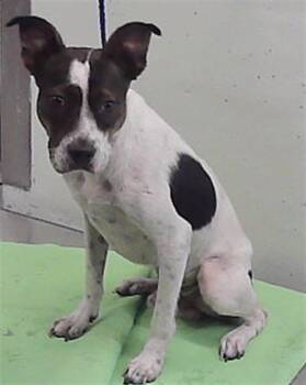 DAVE -  Staffordshire Bull Terrier and Mixed Breed Dog for Adoption in Houston, Texas - DAVE | PetCurious