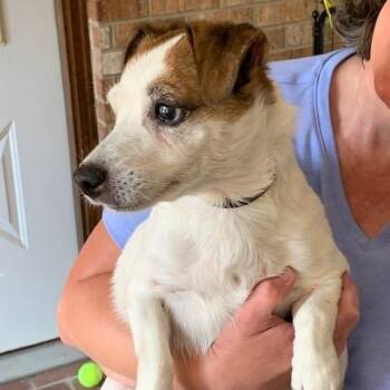 Rescue Jack Russell Terrier Dogs for Adoption in Conshohocken, Pennsylvania - Baby | PetCurious