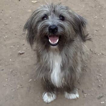 Tom -  Terrier and Mixed Breed Dog for Adoption in Pelham, New Hampshire - Tom | PetCurious