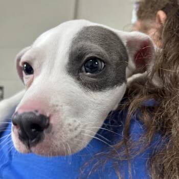 Pepper AKA Benny -  Pit Bull Terrier Dog for Adoption in Newport, North Carolina - Pepper AKA Benny | PetCurious