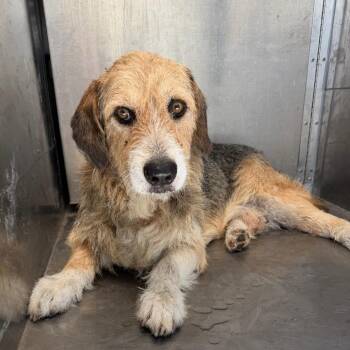 Hobby Lobby -  Beagle and Terrier Dog for Adoption in Edinburg, Texas - Hobby Lobby | PetCurious